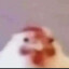 CAGO