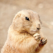 Gopher Steam avatar