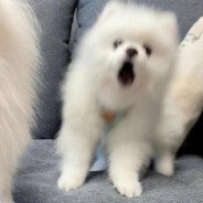 老头哭因为老头乐坏了