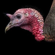 st 421332121321312321 Gobble the turkey