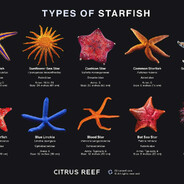 Echinodermata Party
