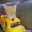 cat on a toy car
