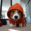 Hoodie Dog