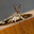 Light_Bulb_Inspector