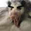 FUDD the opossum