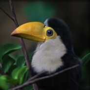 TOUCANL