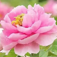 鸣潮国产之光全球都玩