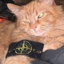 crazy cat