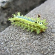 你看你选这个B技能你是野怪DOOM都不吃