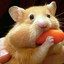 HAMSTER TEVIO LEDURO