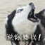 菜的抠脚