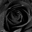 TheBlackRose