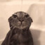 KITTCAR
