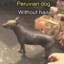 Perro Peruano JoDan