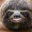 Acidsloth