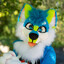 SplashHusky