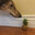 Anonymous Doggo