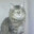 –¦–Gato