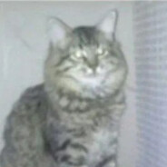 –¦–Gato