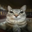 邪恶之猫