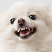 Rush do Cachorro Loko