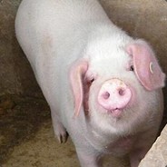 只玩麦克雷和狙