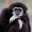 Gibbon