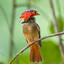 tropical royal flycatcher