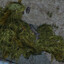 a living bush