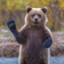 Beastlybear2017