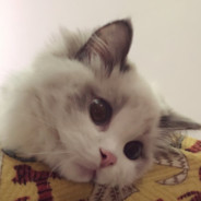 大no王朝第一武将