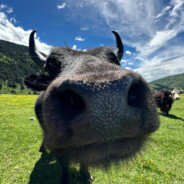 内蒙草原的牛牛