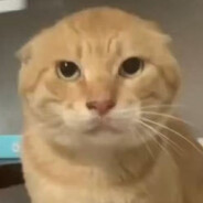 圆头耄耋爱哈气