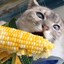 CornCat