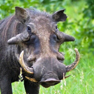 Африка Буравчик