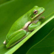 Froggergus