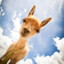 Vicuña- Zapienz