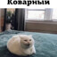 КОВАРНЫЙ ТИП