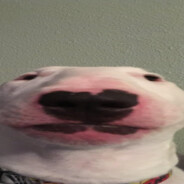 Walter the Dog