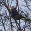 Tarzan Z Jihlavy