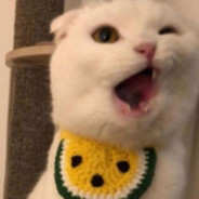 放荡不羁的加菲猫