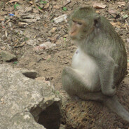 monke