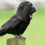 blowsloadsincrows