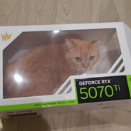 cat in rtx 5070 ti box avatar