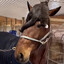 a stylish horse