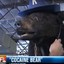 Cocaine Bear