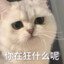 辰星
