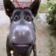 〔±〕Skrzyp3k〔±〕