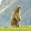 Marmotă