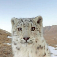 Snep